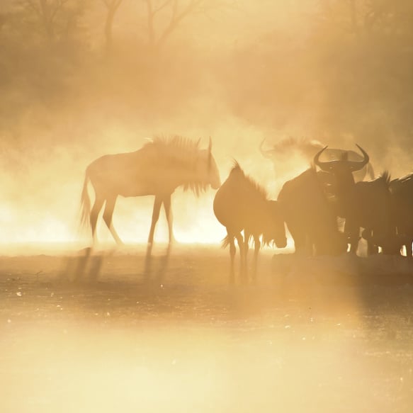 Blue Wildebeests in Kgalagadi Transfrontier Park