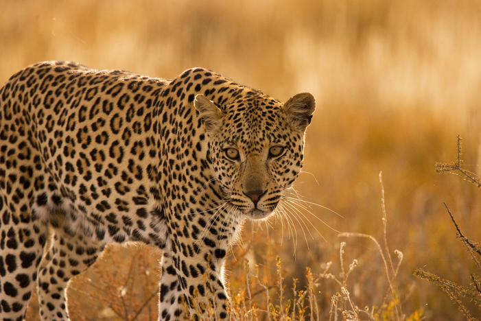 Kgalagadi Leopard
