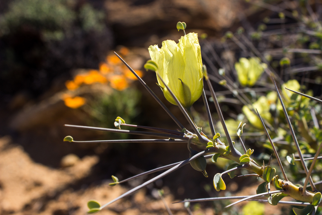 Yellow flower of the Sarcocaulon Crassicaule, known as the Bushman's candle